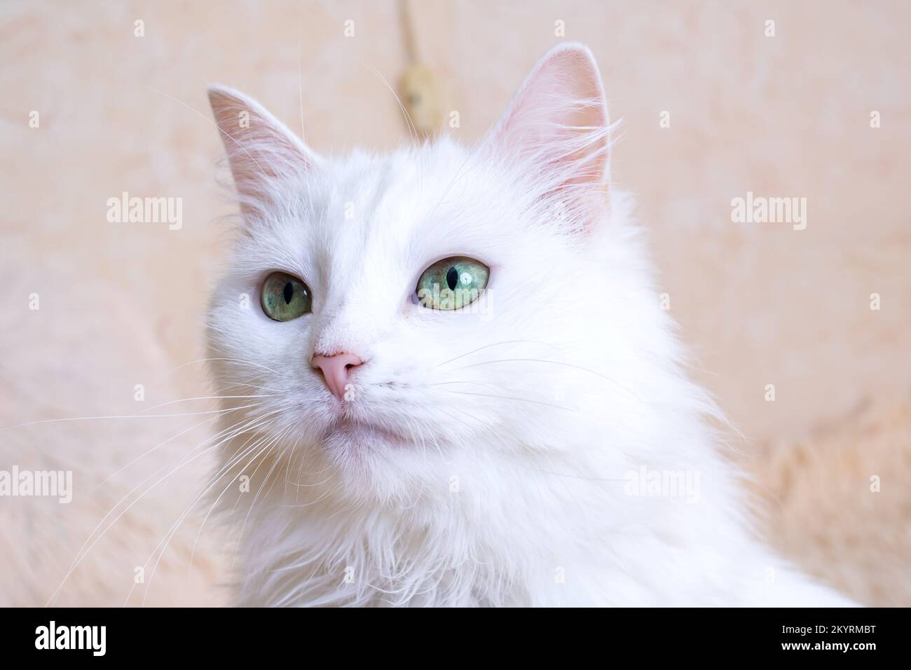 White cat with green eyes close up portrait Stock Photo - Alamy