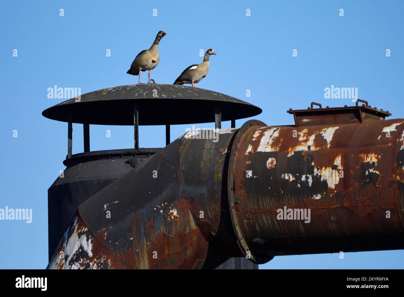 Egyptian goose (Alopochen aegyptiaca), pair, on an old pipeline, industrial heritage, Duisburg North Landscape Park, Duisburg, Ruhr Area, North Rhine- Stock Photo