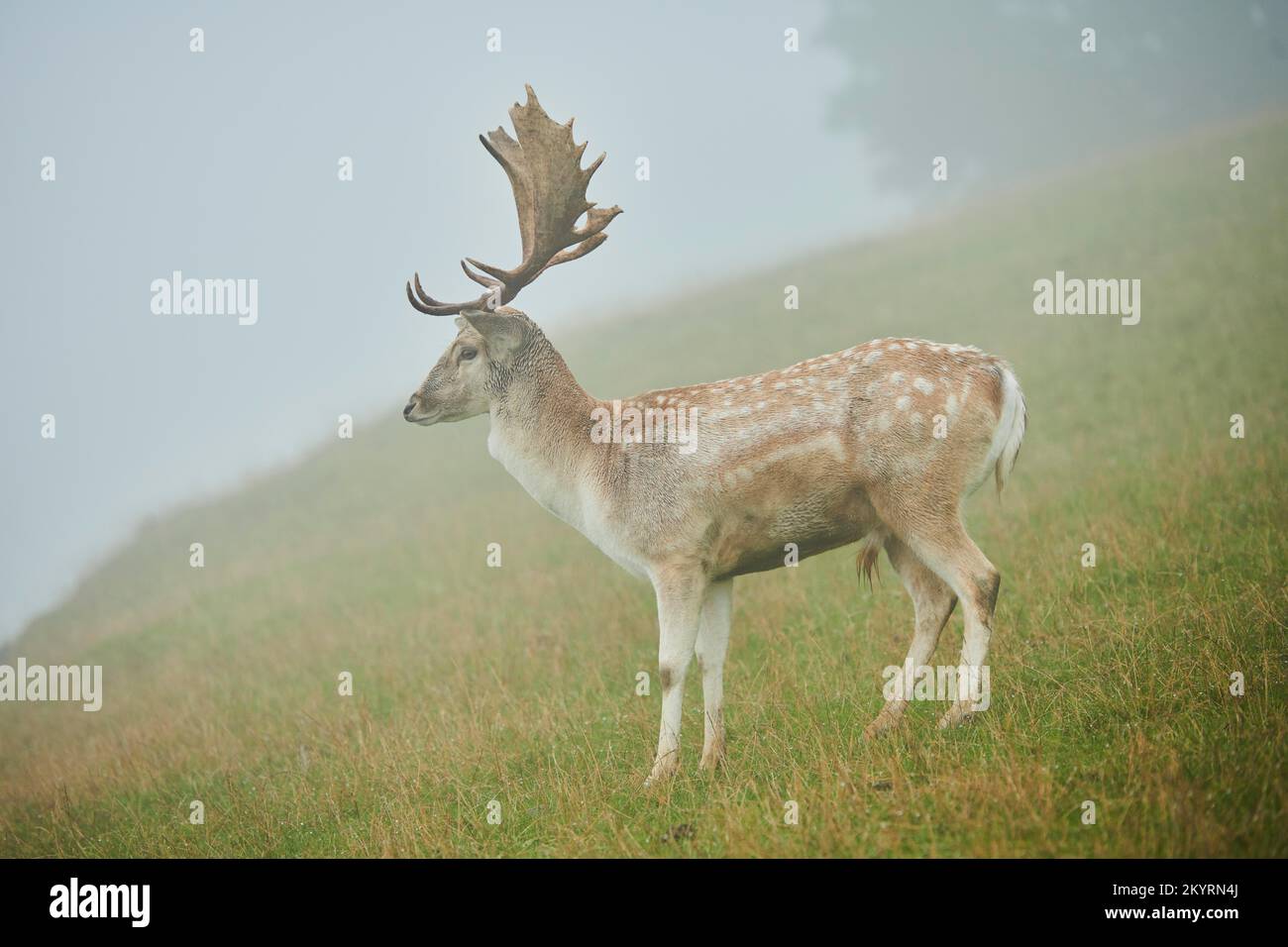 Damhirsch (Dama dama) Männchen, in den Alpen bei Nebel, Herbst, Wildpark Aurach, Kitzbühel, Österreich, Europa Stock Photo