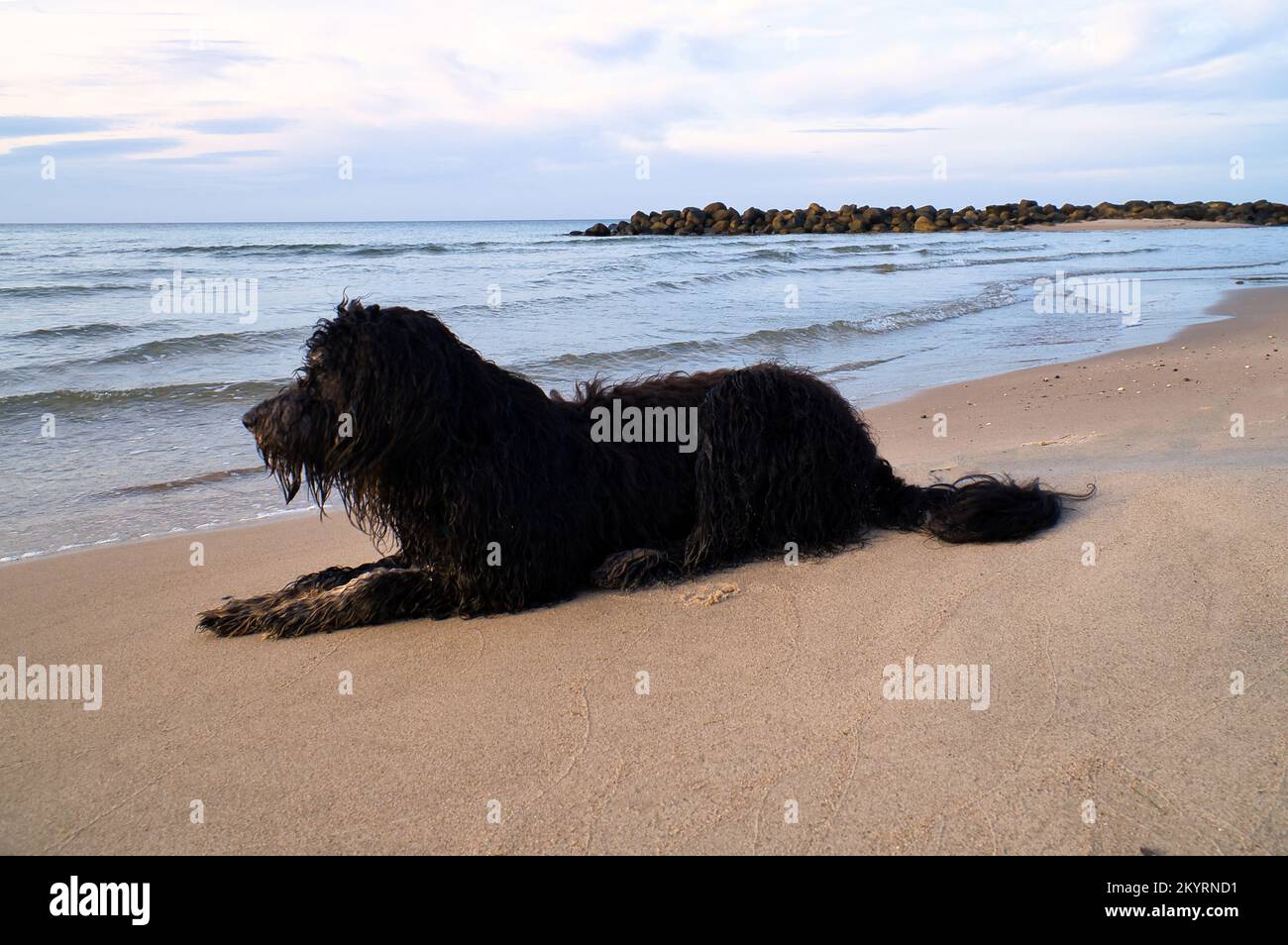 Goldendoodle is lying on the beach by the sea and ready to play. Waves in the water and sand on the beach. Landscape shot with a dog Stock Photo