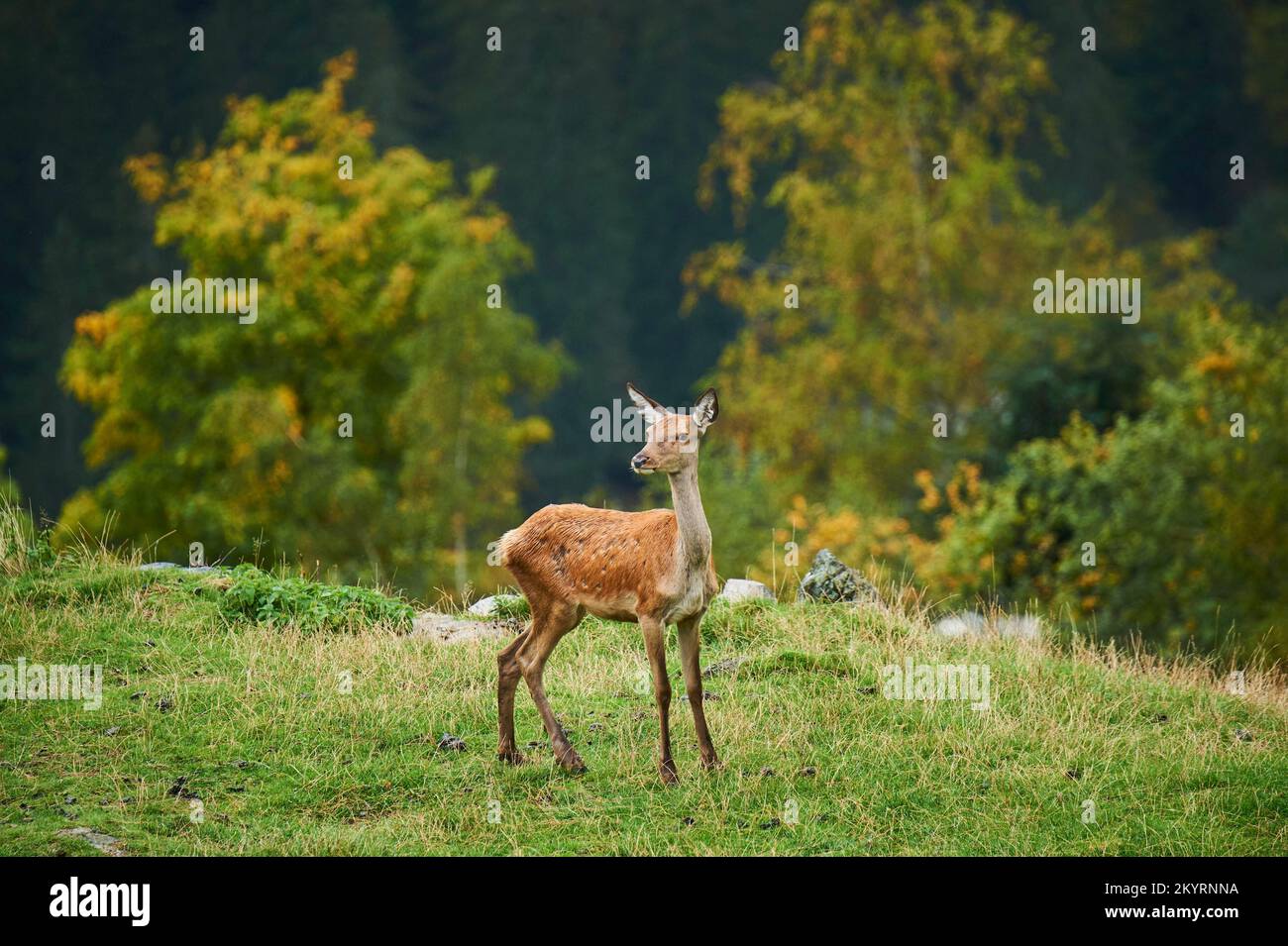 Rothirsch (Cervus elaphus) Hirschkuh in den Alpen, Herbst, Wildpark ...