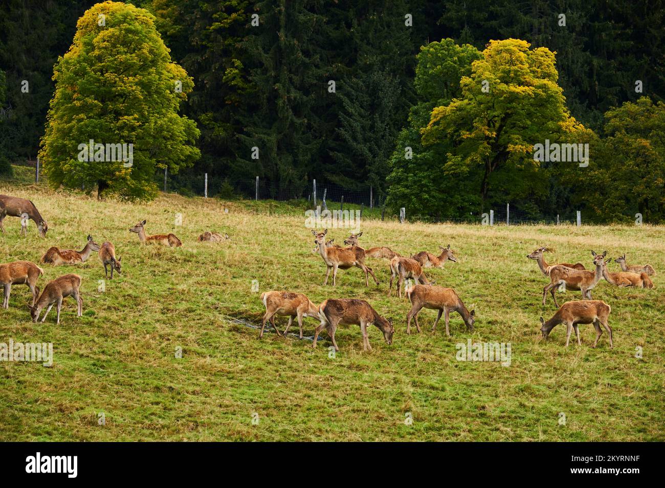 Rothirsch (Cervus elaphus) Rudel in den Alpen, Herbst, Wildpark Aurach ...