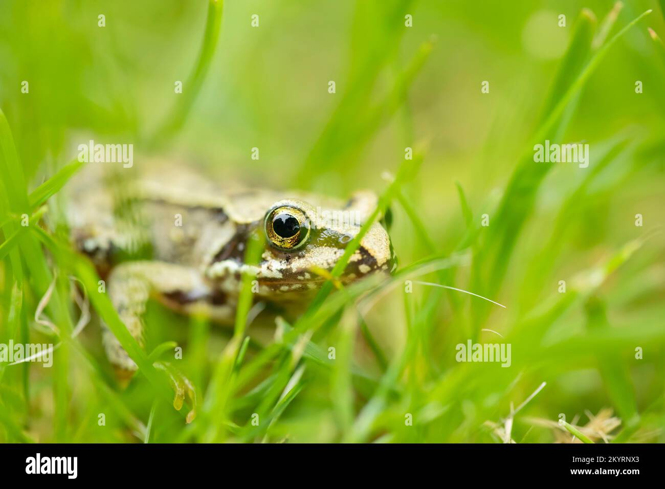 Common frog (Rana temporaria) adult amphibian on a garden lawn, Suffolk