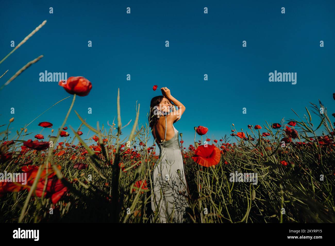 Portrait of a girl in a dress on a poppy field at sunset Stock Photo ...