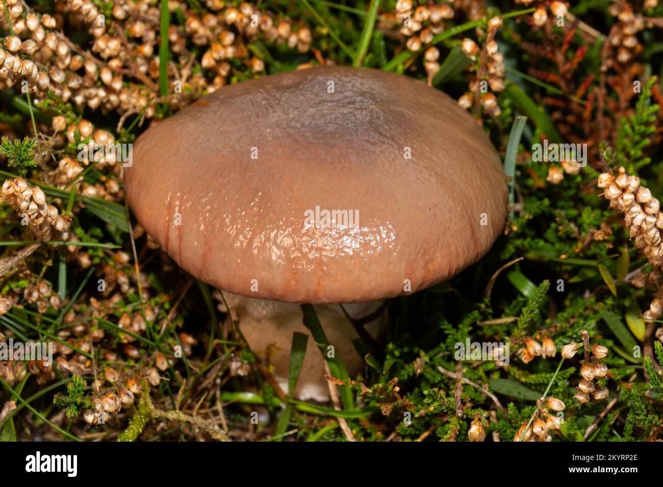 slimy spike-cap fruiting body with whitish stalk and brown slimy cap in faded heather Stock Photo