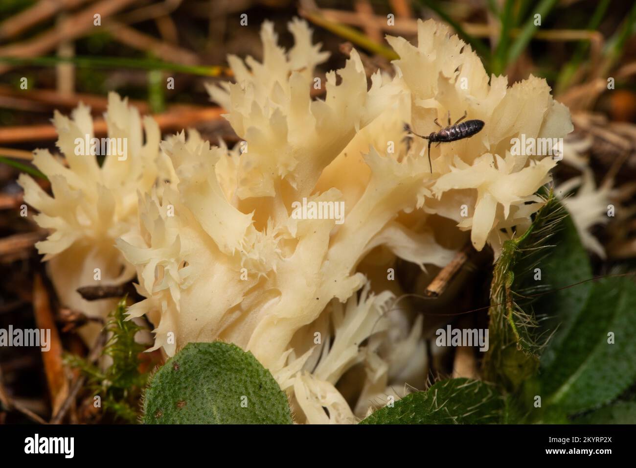 Comb coral fruiting body some brown-white branches with beetle Stock Photo