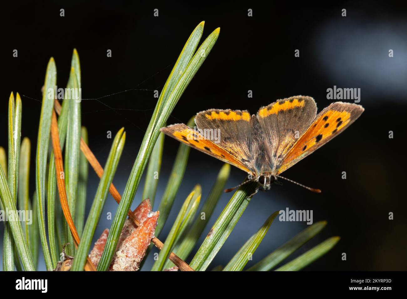 Small fire butterfly butterfly with open wings sitting on pine needle from the front Stock Photo