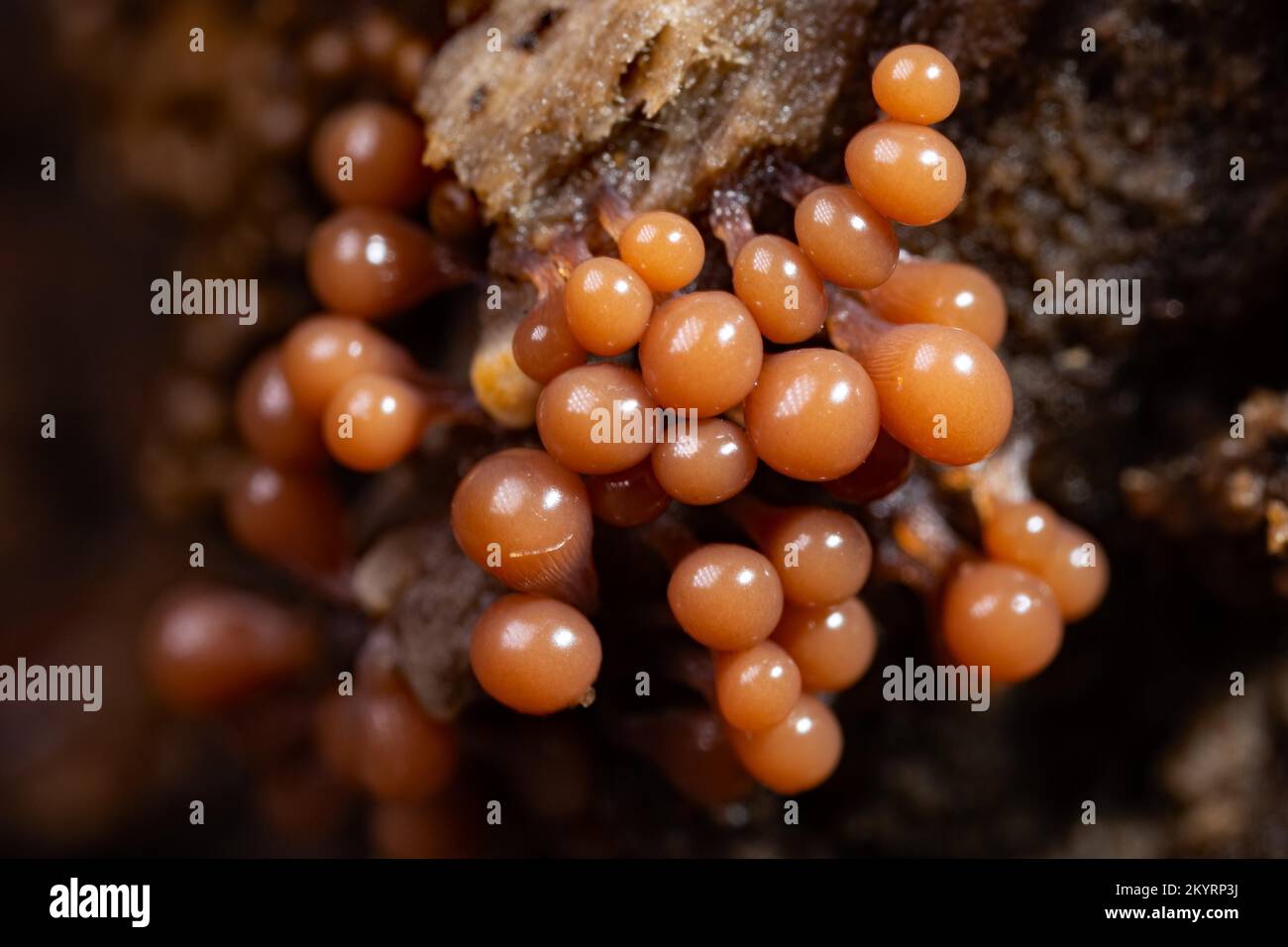 Red-headed slime mould Several conical red-brown fruiting bodies next to each other on tree trunk Stock Photo