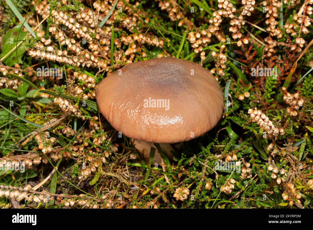 slimy spike-cap fruiting body with whitish stalk and brown slimy cap in faded heather Stock Photo