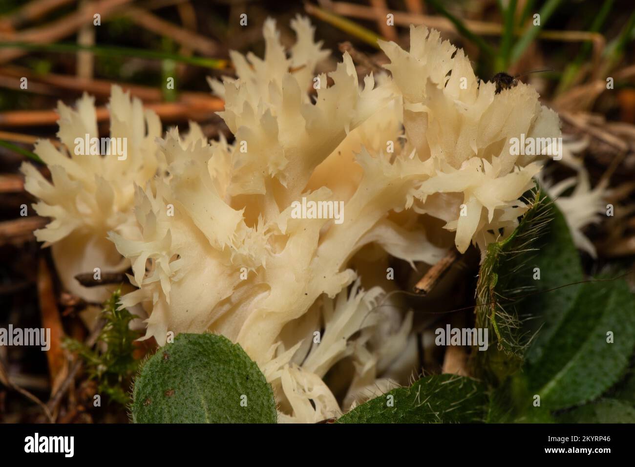 Comb coral fruiting body some brown-white branches Stock Photo