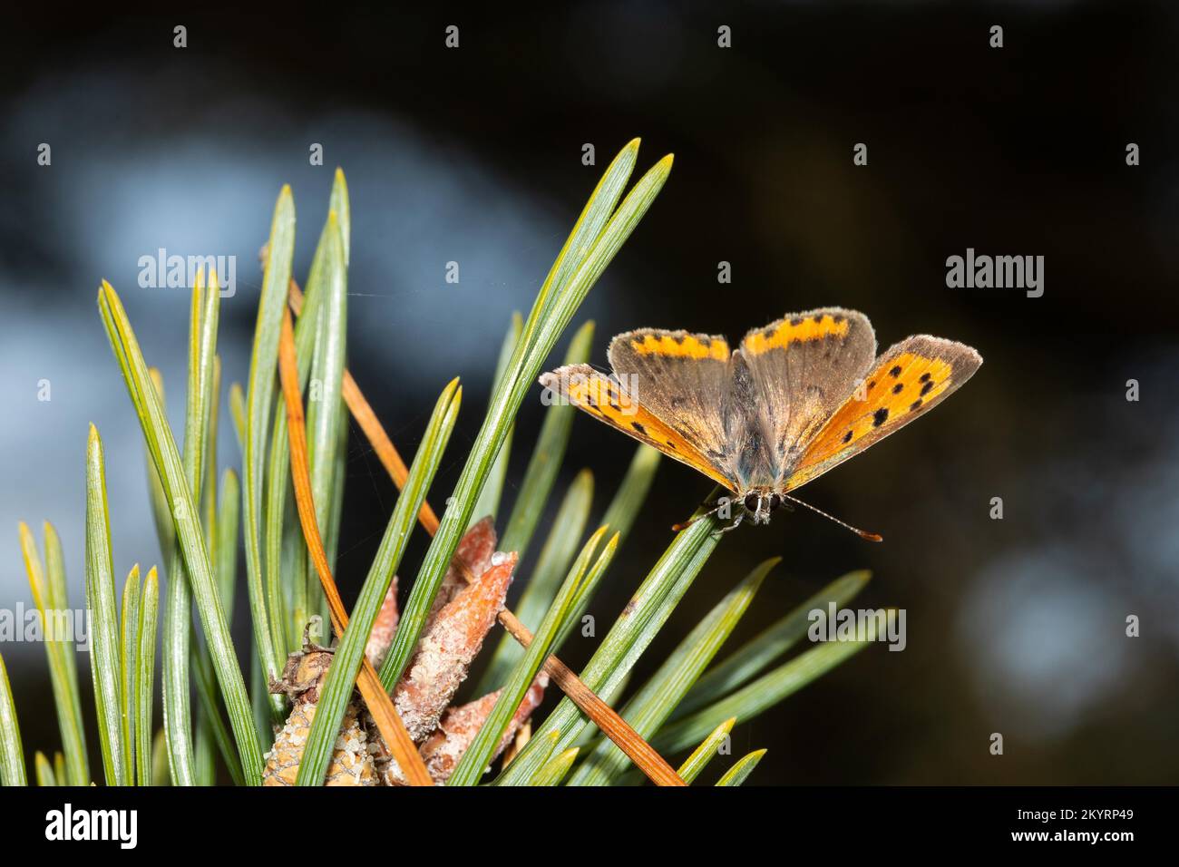 Small fire butterfly butterfly with open wings sitting on pine needle from the front Stock Photo