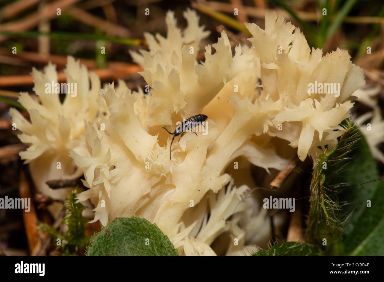 Comb coral fruiting body some brown-white branches with beetle Stock Photo