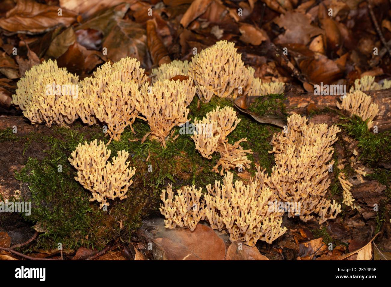 Stiff coral many fruiting bodies with many ochre-yellow branches on tree trunk with green moss Stock Photo