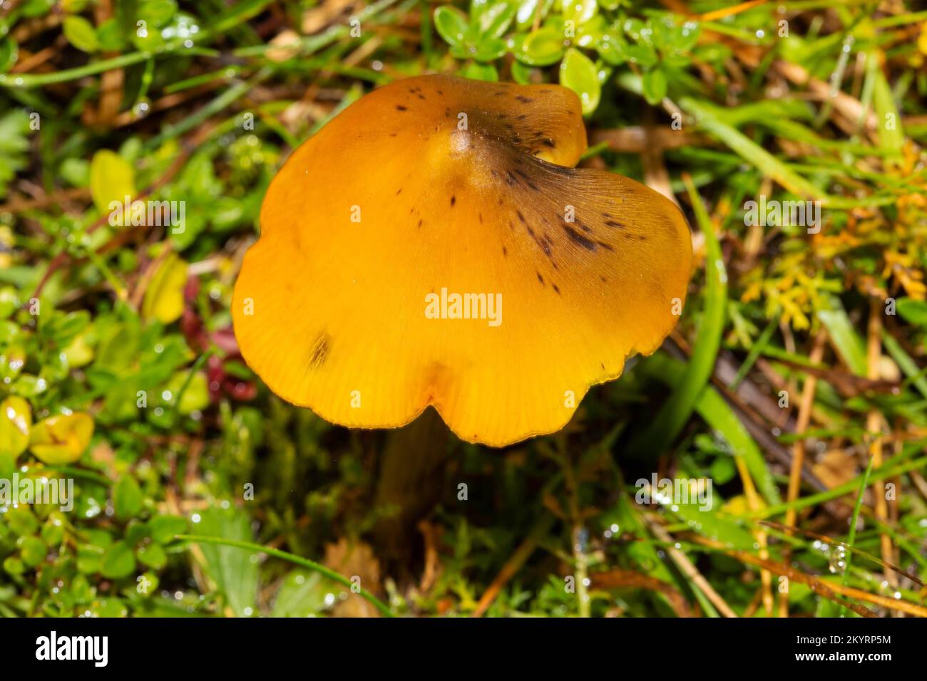 Dull sapling, yellow sapling Fruiting body with orange-yellow stalk and cap in green meadow Stock Photo