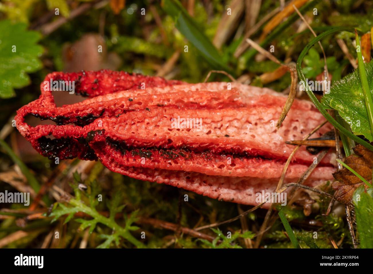Octopus Stinkhorn fruiting body with red octopus-like arms in green meadow Stock Photo