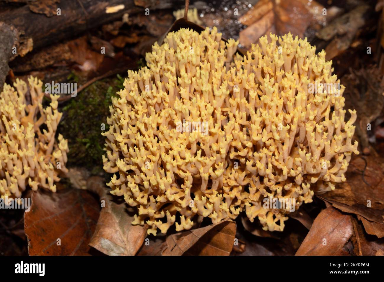 Stiff coral fruiting body with many ochre-yellow branches on tree trunk Stock Photo