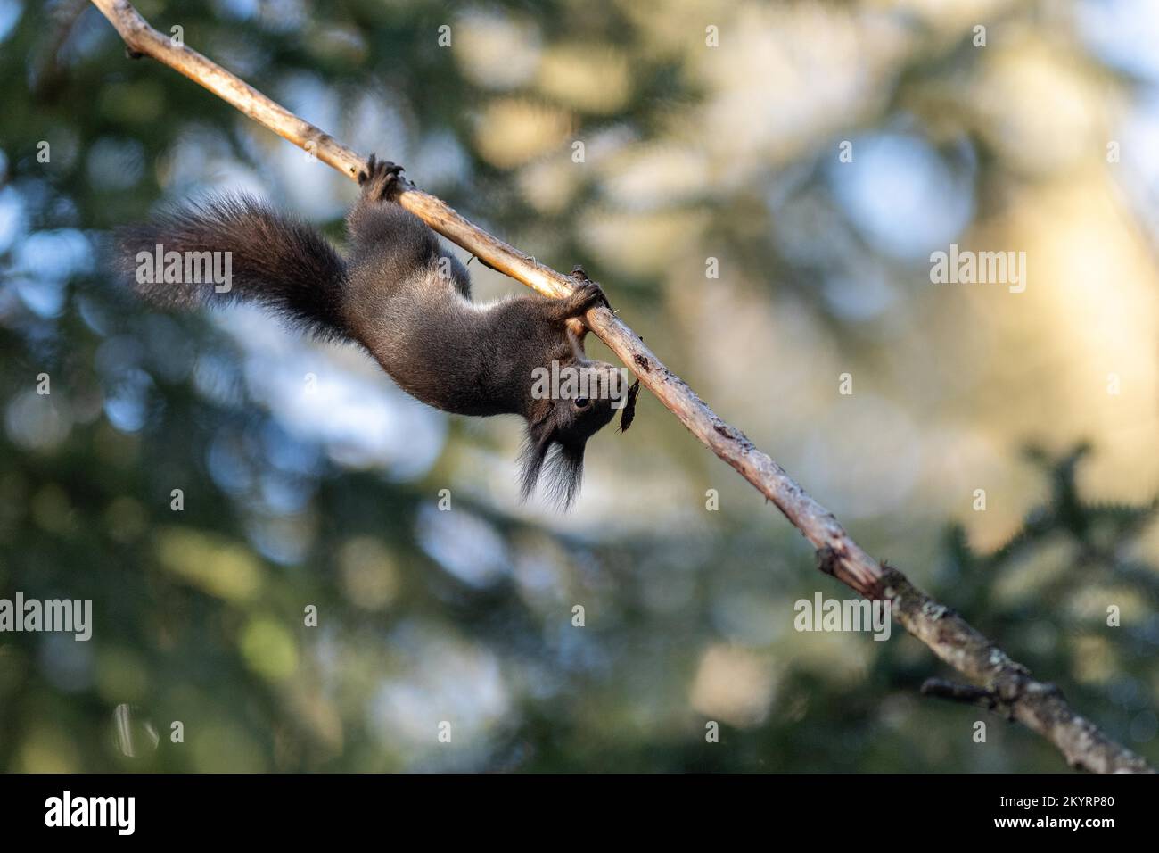 Squirrel (Sciurus) hanging upside down from a branch, Arosa, Canton Grisons, Switzerland, Europe Stock Photo