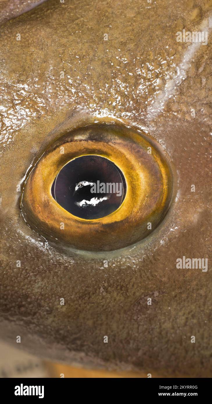 Close-up of an eye of a white grouper (Epinephelus aeneus), food photography Stock Photo