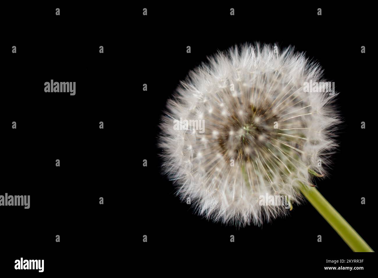 Black and white dandelion hi-res stock photography and images - Alamy