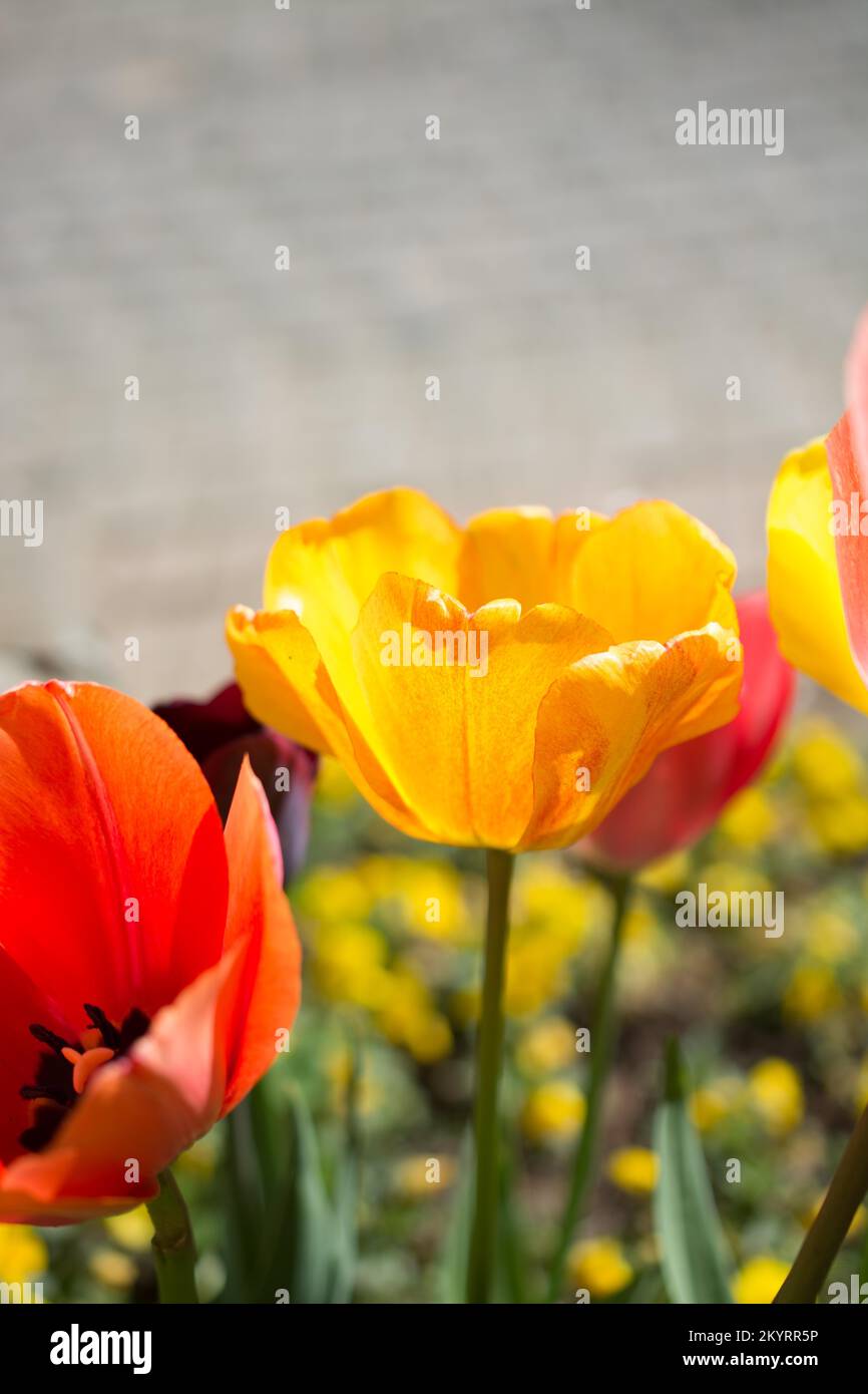 Fresh tulip of yellow color in nature in spring time Stock Photo - Alamy