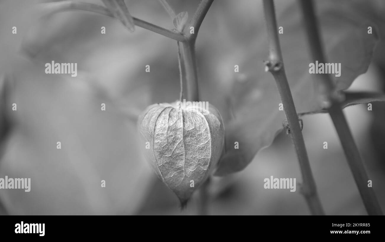 Physalis, cape gooseberry, taken in black and white, hangs on the bush. Orange fruit with green leaves. Vitamin rich fruit. Close up from garden Stock Photo