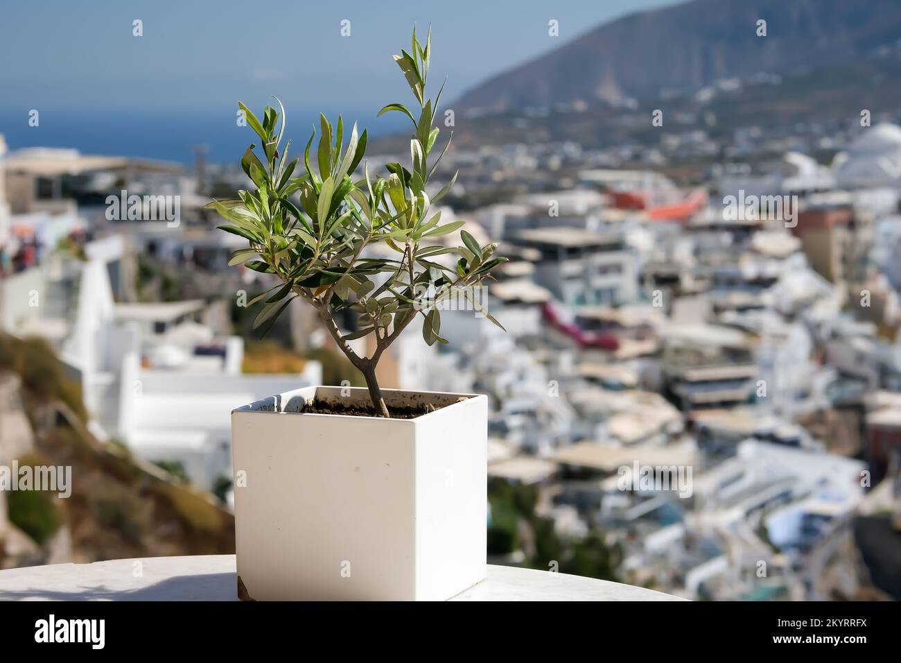 View of a small olive tree in a vase and the famous village of Fira in ...