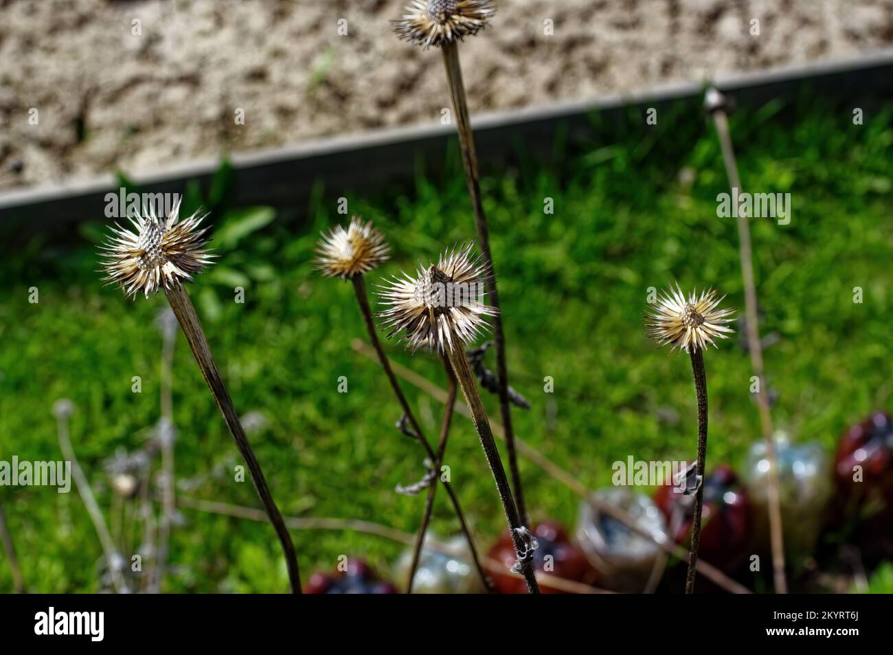 last year's flowers in the garden on the bed, in the spring Stock Photo