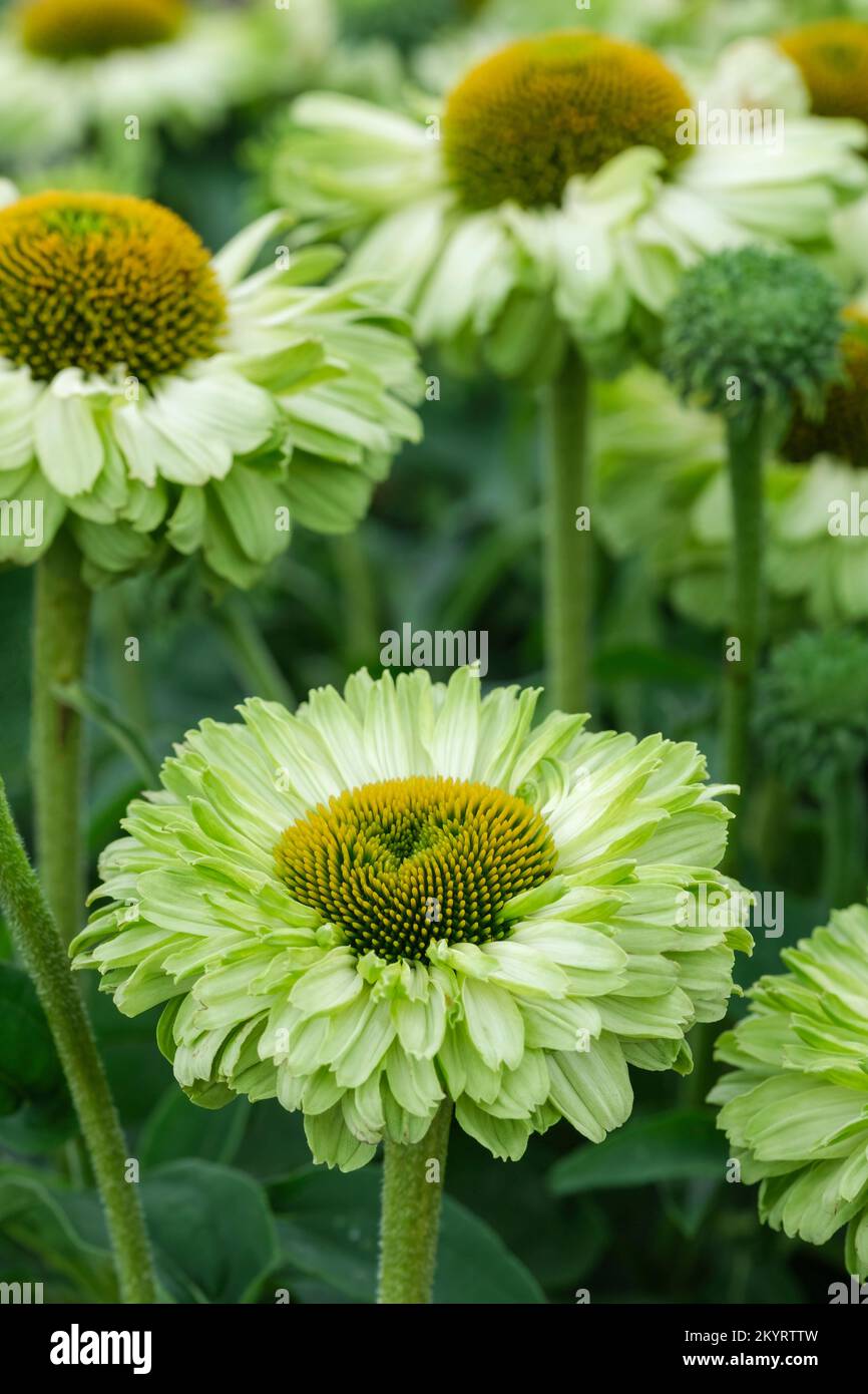Echinacea Apple Green, Echinacea Ifecssag, SunSeekers Series, green-white blooms Stock Photo