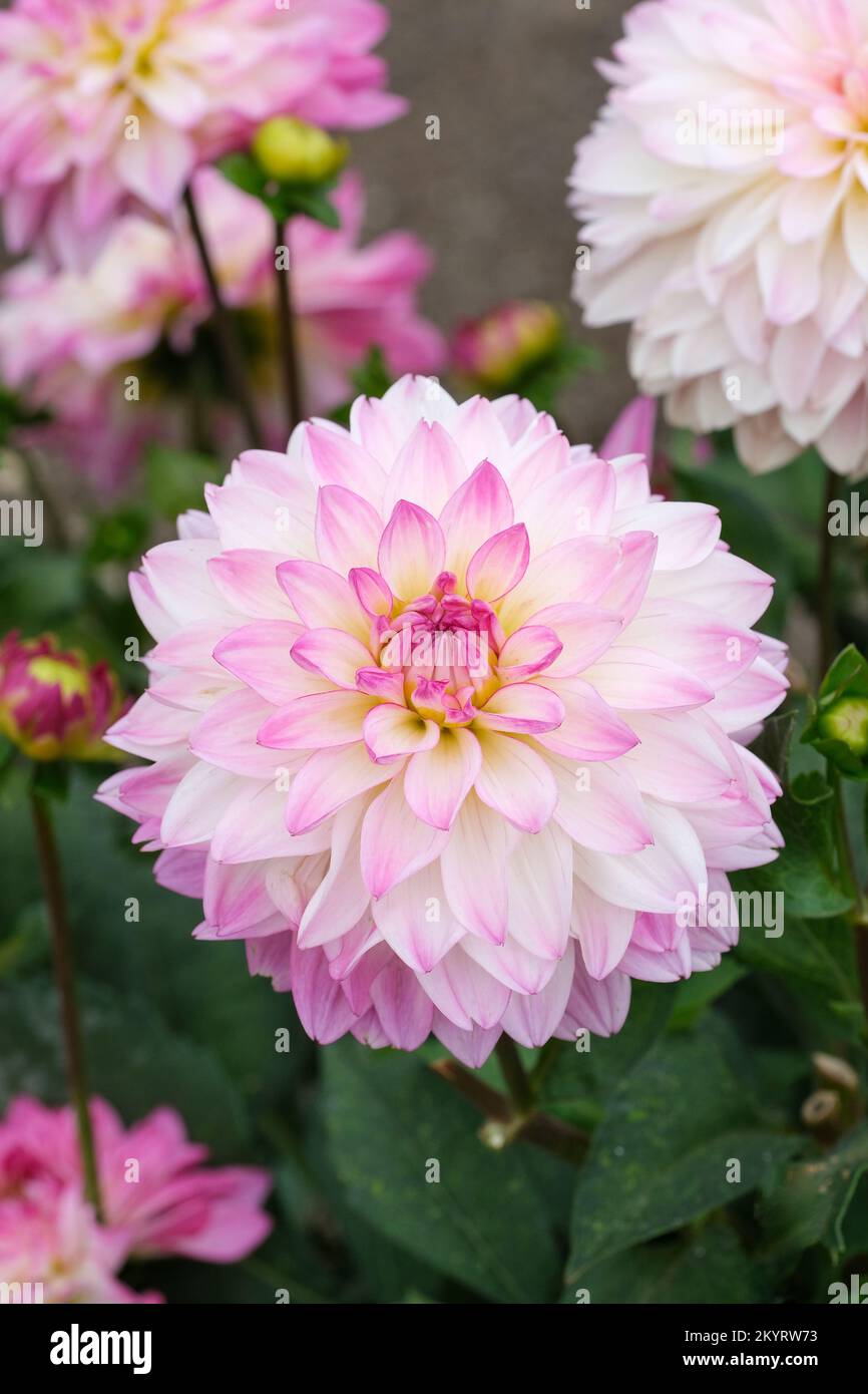 Dahlia Sincerity, Dahlia Dahsc226, double waterlily, pink and white bicolor flowers Stock Photo