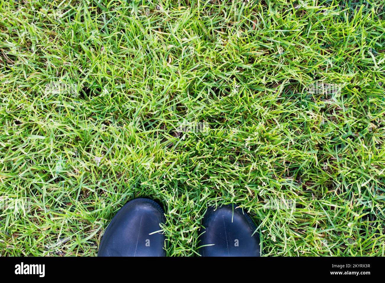 Green grass texture as a nature background Stock Photo - Alamy