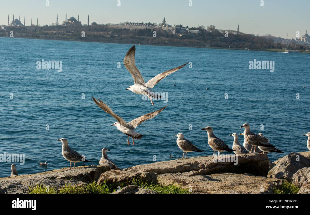 Seagulls are on the rock by the sea waters in Istanbul Stock Photo