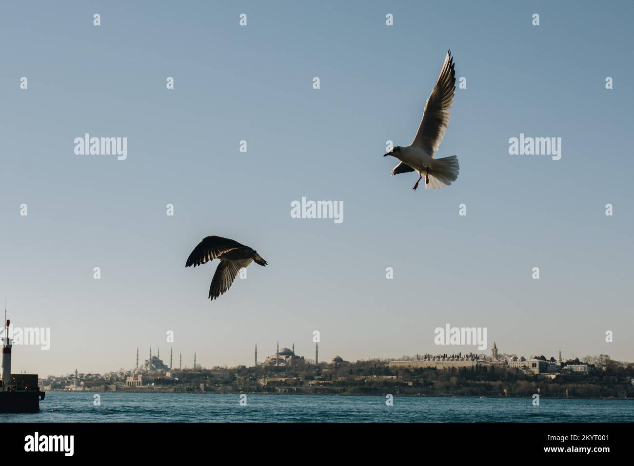 Seagulls are on the rock by the sea waters in Istanbul Stock Photo