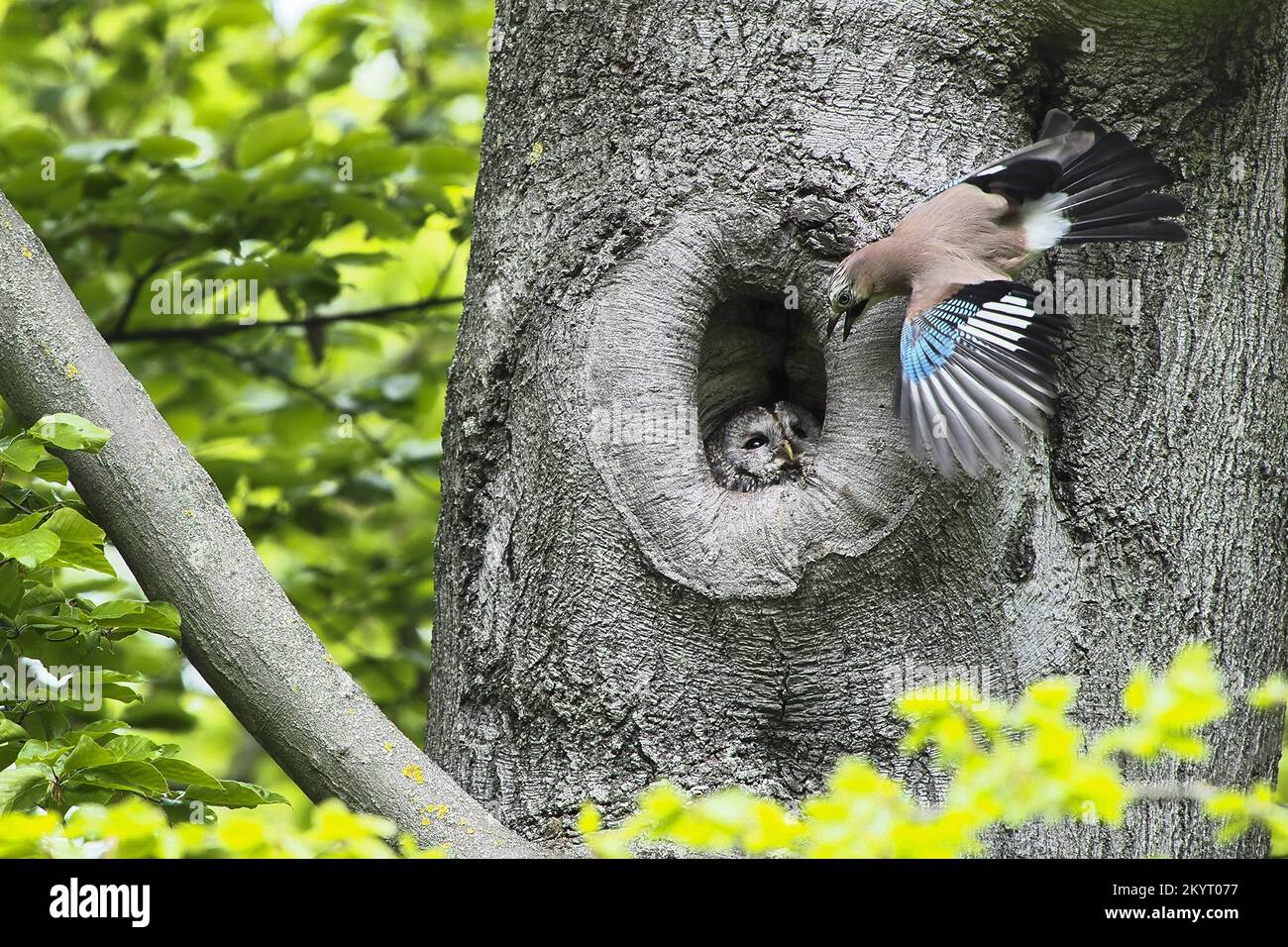 Eurasian jay (Garrulus glandarius) attacks tawny owl (Strix aluco) in its tree cavity, Hesse, Germany, Europe Stock Photo