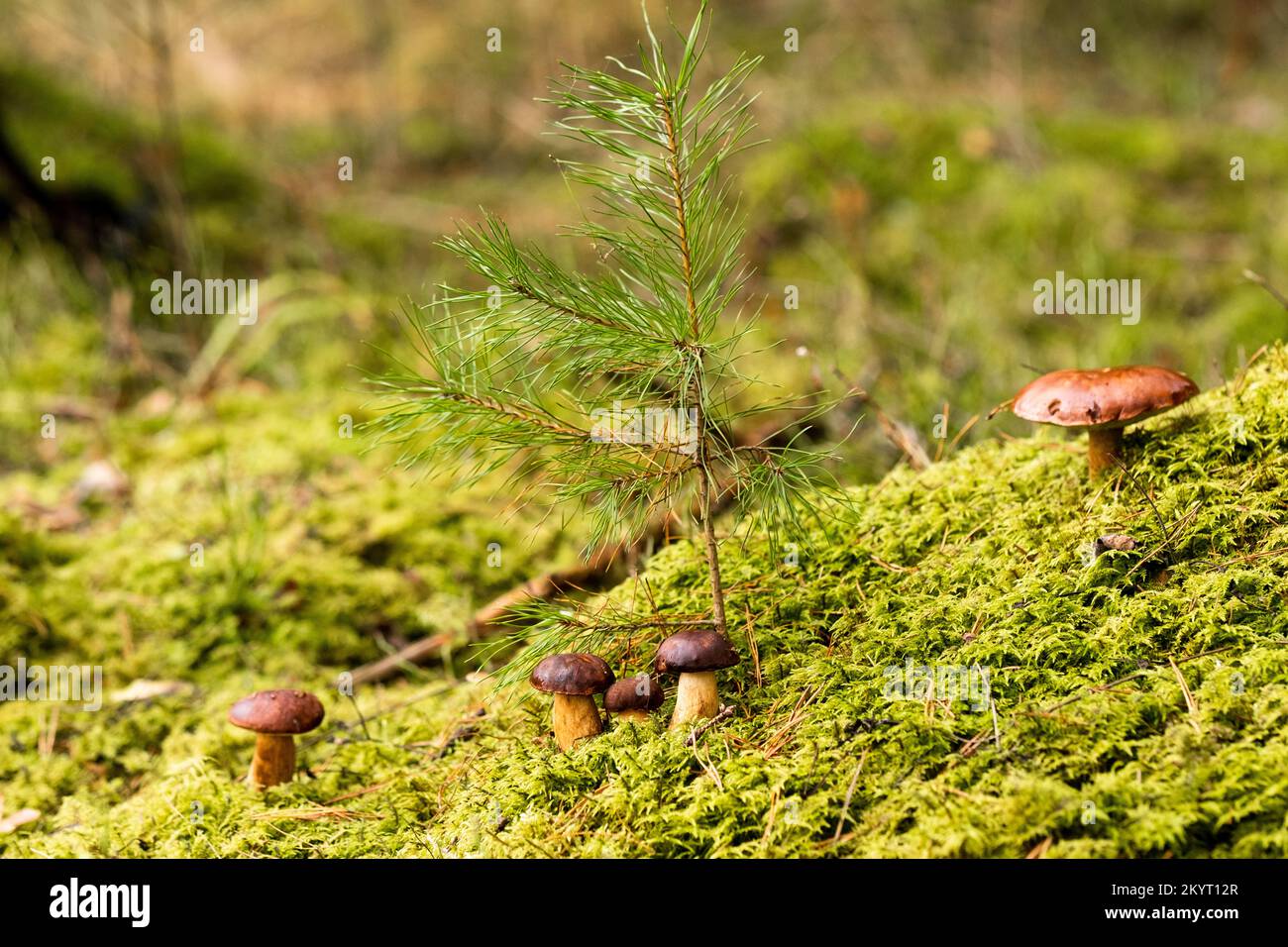 There are a lot of mushrooms lying in the forest on green moss. A lot of Polish moss mushrooms Stock Photo