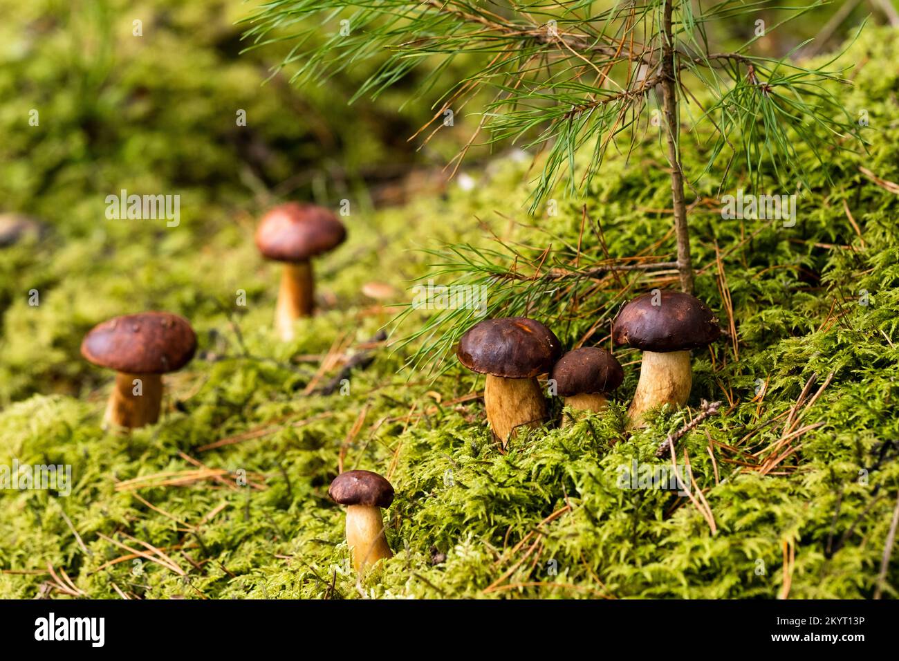 There are a lot of mushrooms lying in the forest on green moss. A lot of Polish moss mushrooms Stock Photo