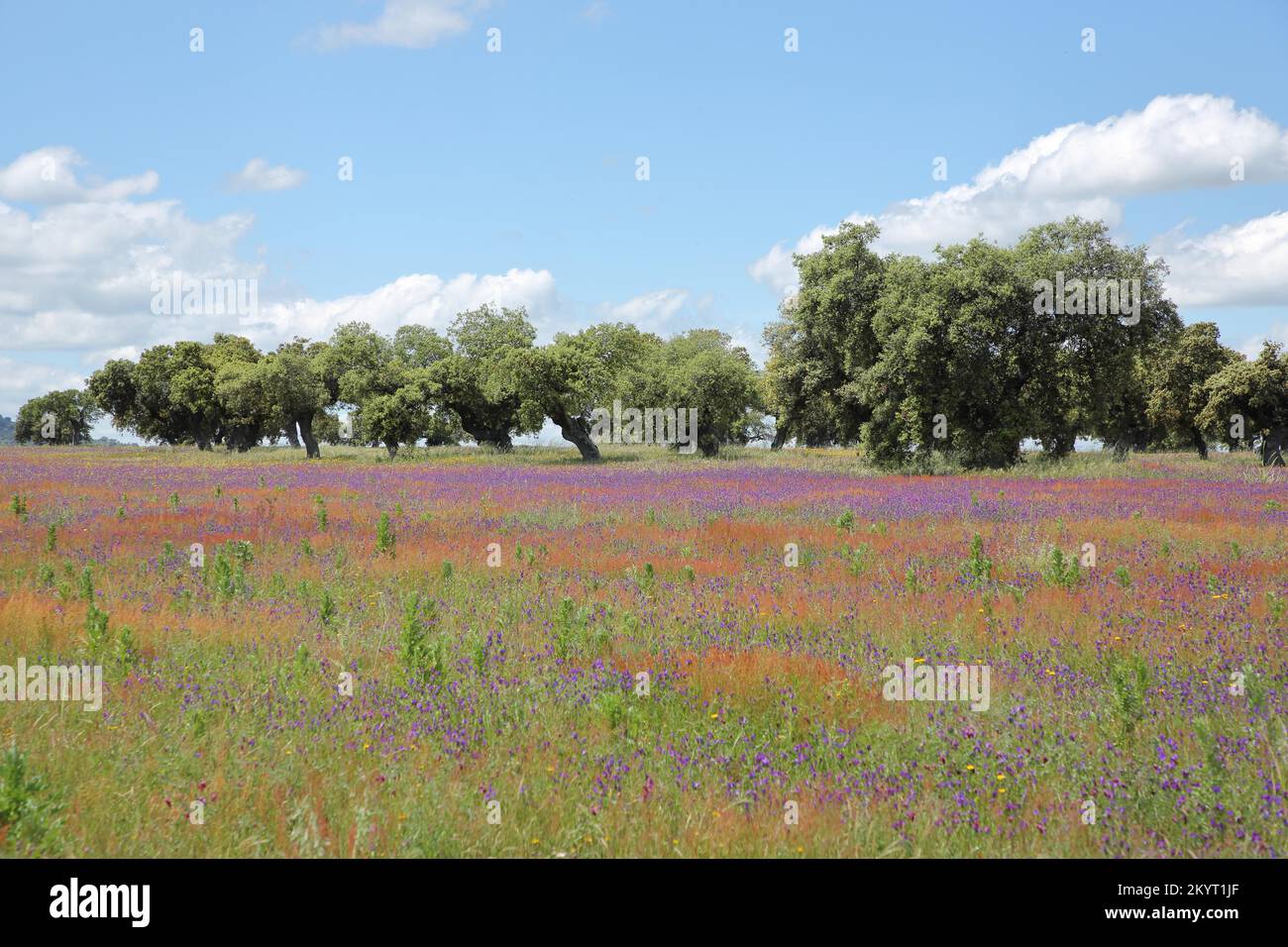 Dehasa with flower meadow near Oliva de Plasencia, Extremadura, Spain, Europe Stock Photo