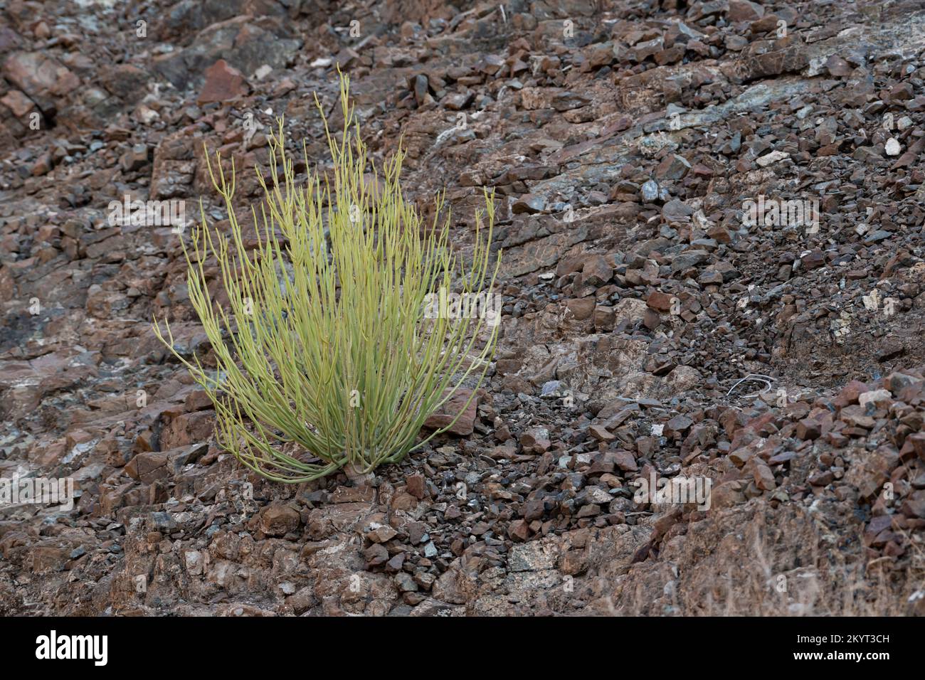 Green bush growing in the Hajar Mountains with copy space, rocky and dry habitat, United Arab Emirates, UAE Stock Photo