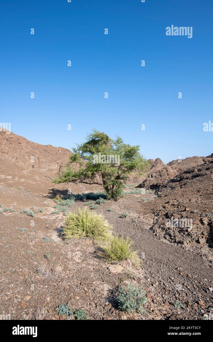 Vertical landscape of a dryriverbed with tree and plants, Hajar Mountains of the United Arab Emirates with clear blue sky, UAE Stock Photo