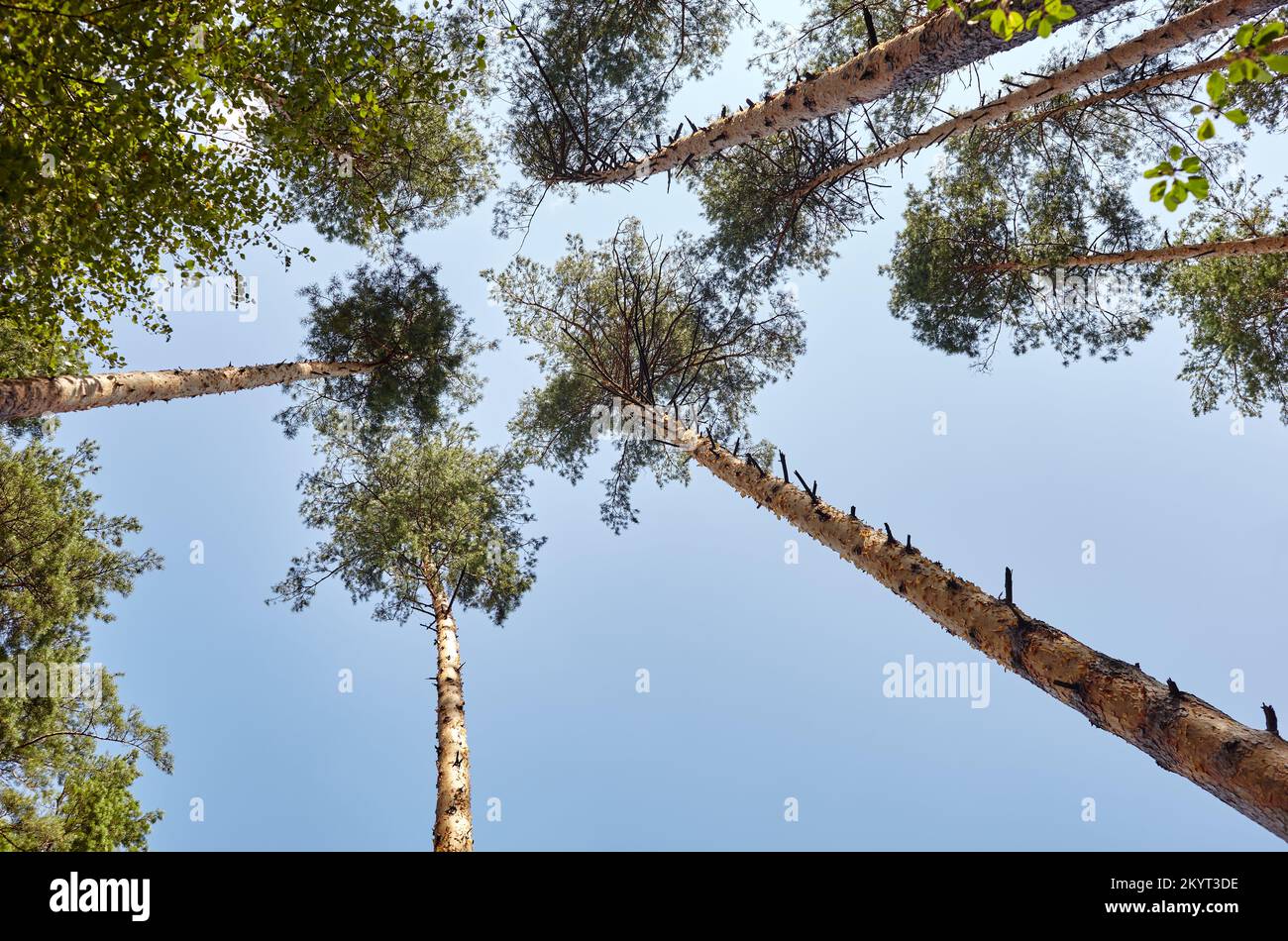 Bottom view of tall old trees in evergreen forest. Blue sky in the background. Low angle view of trees in the forest, natural background Stock Photo