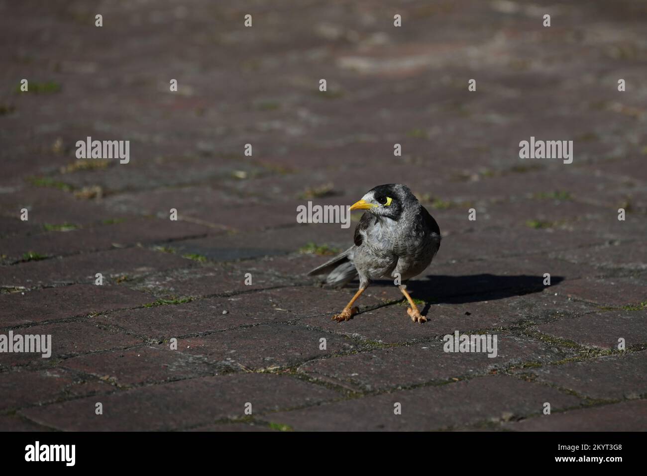 Small noisy miner bird, manorina melanocephala, standing in the middle of a brick road, looking to the left as it casts a shadow to the right Stock Photo