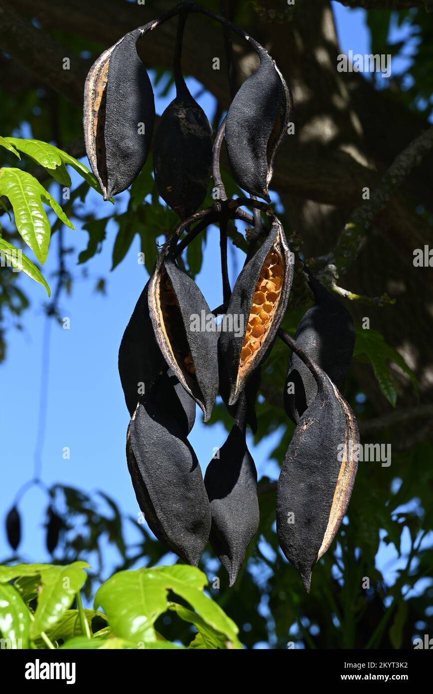 Open black seed pods of the kurrajong tree, brachychiton populneus, revealing their yellow interior while hanging from a high branch Stock Photo