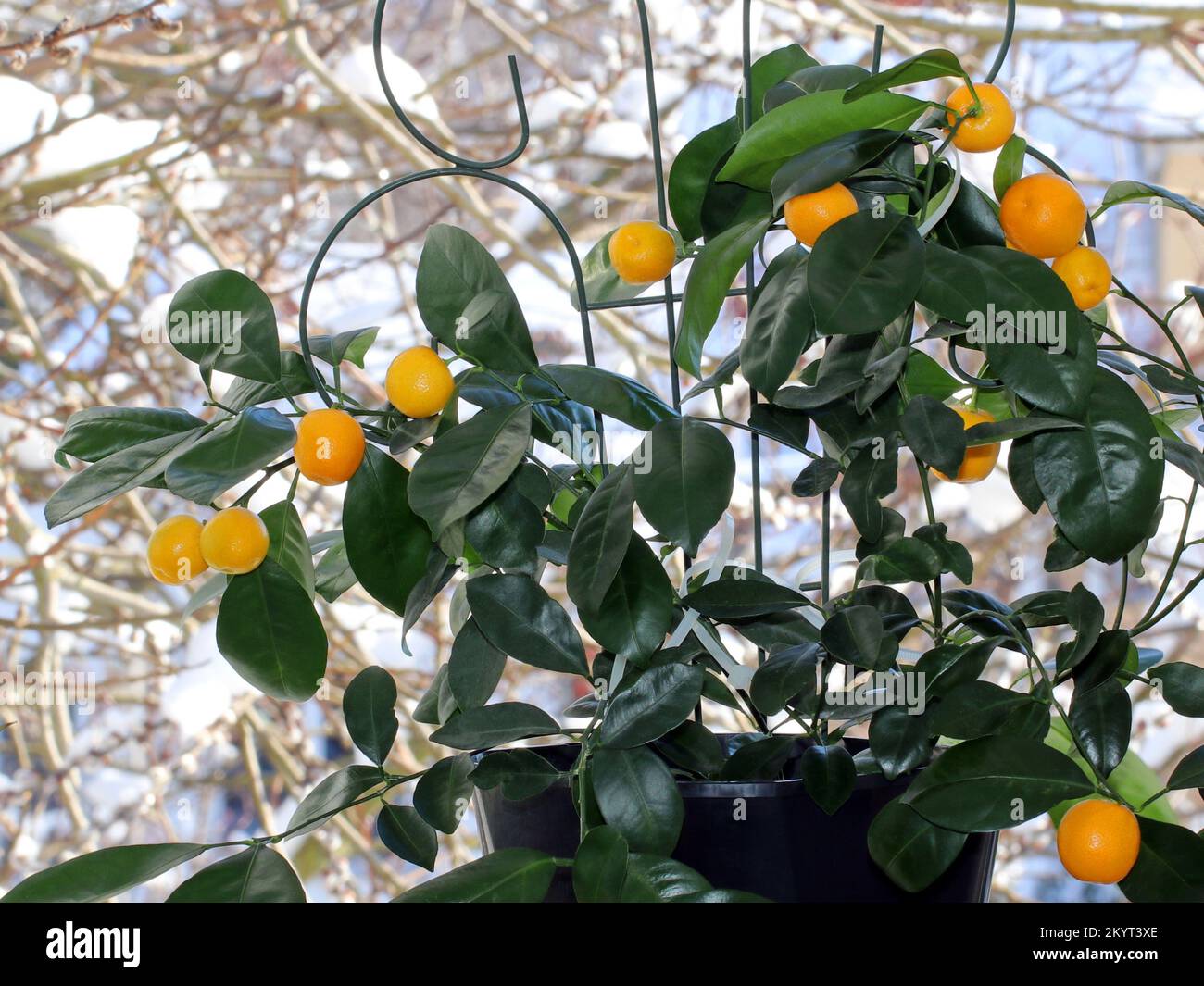 Ripe orange fruit on a calomandin tree in winter against a background of snow outside the window. The plant grows inside on a windowsill. Calamansi is Stock Photo