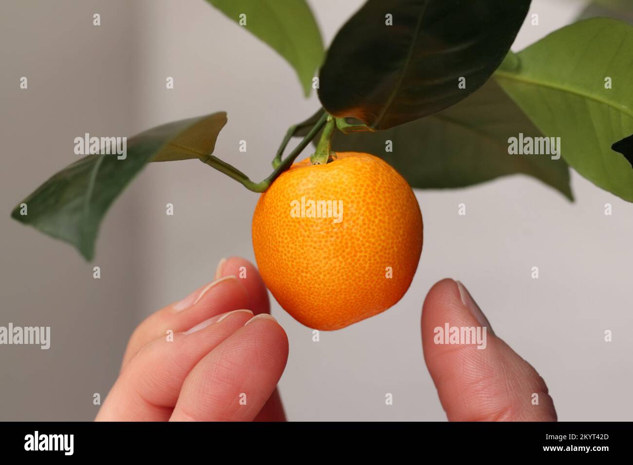 A woman's hand is about to pluck a calamondin from the calamansi tree growing at home. The small, round, orange citrus fruit, also known as Calamansi, Stock Photo
