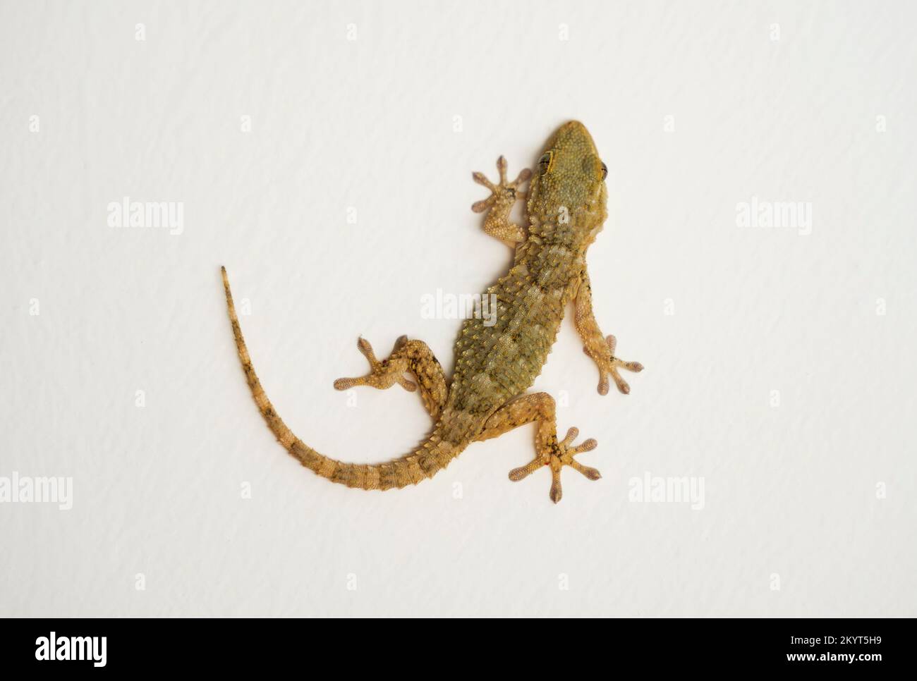 Gecko, europe, Moorish wall gecko, on a white wall. Andalusia, Spain