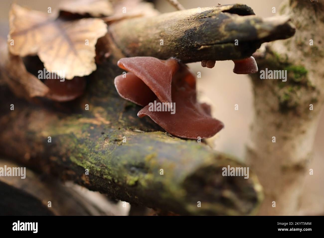 Wild brown Jew's ears mushrooms grow on a branch in the forest