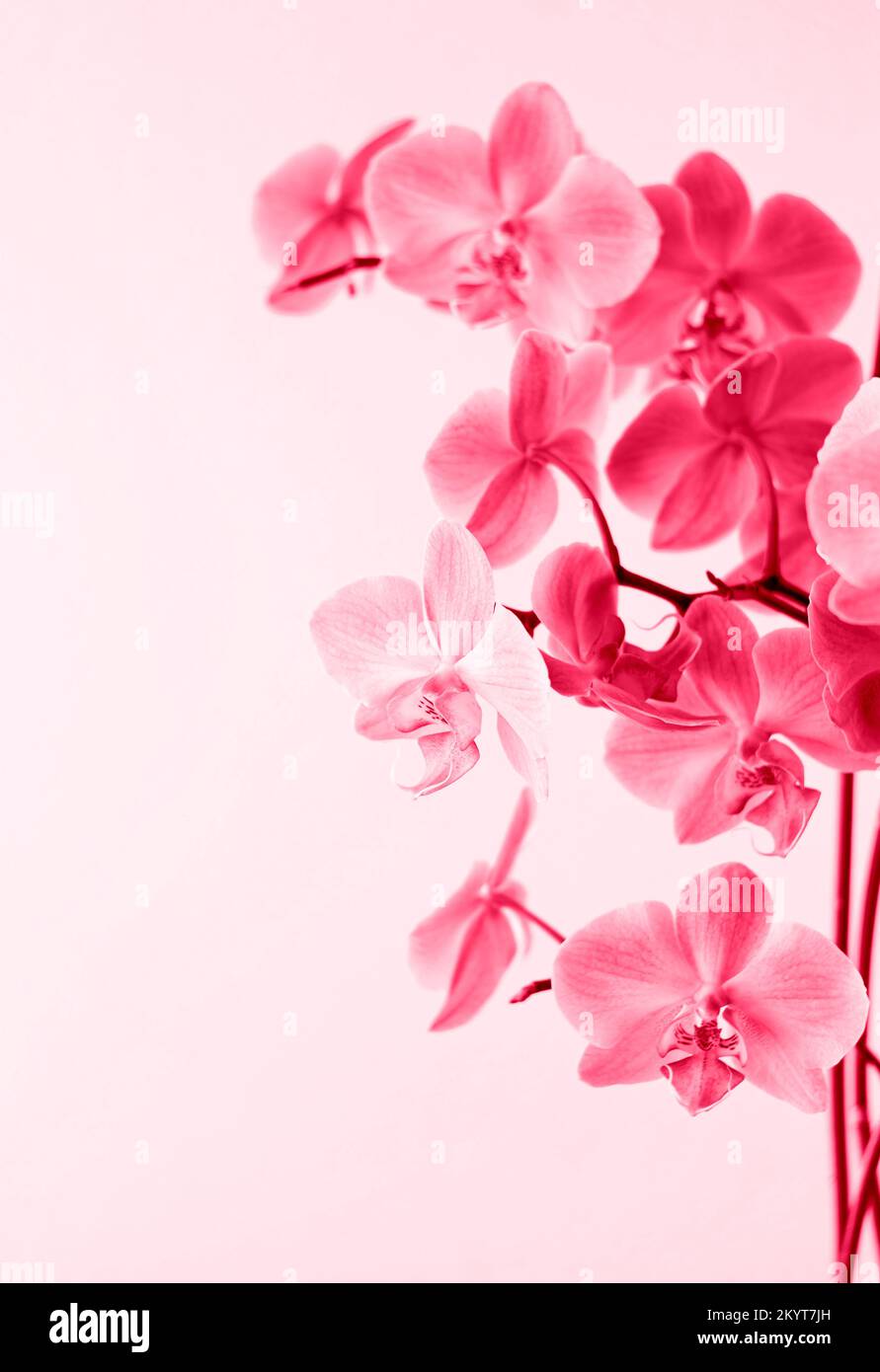 Magenta blooming orchid flower on light background. Copy space. Close-up. Vertical crop. Viva magenta color of the year 2023. Stock Photo