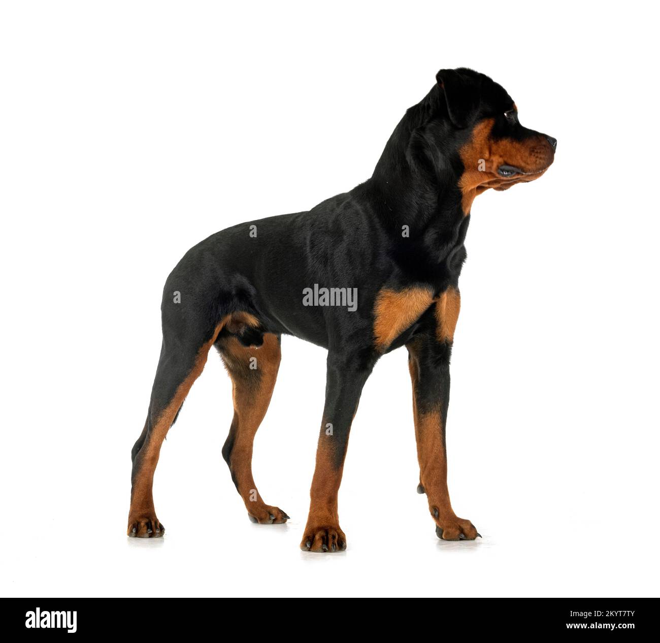 Purebred Rottweiler purebred rottweiler in front of white background Stock Photo - Alamy