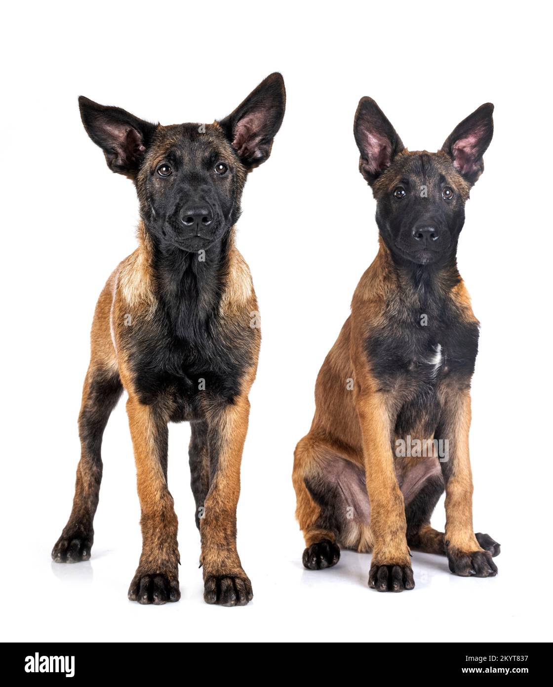 two belgian shepherds in front of white background Stock Photo - Alamy