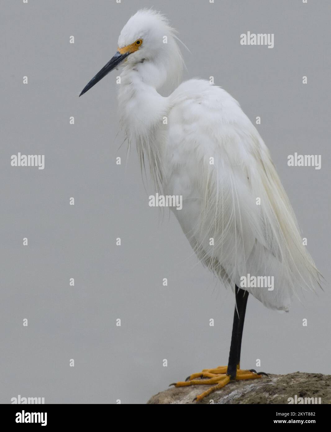 A snowy egret (Egretta thula) on a rock in a shallow pool. It displays ...