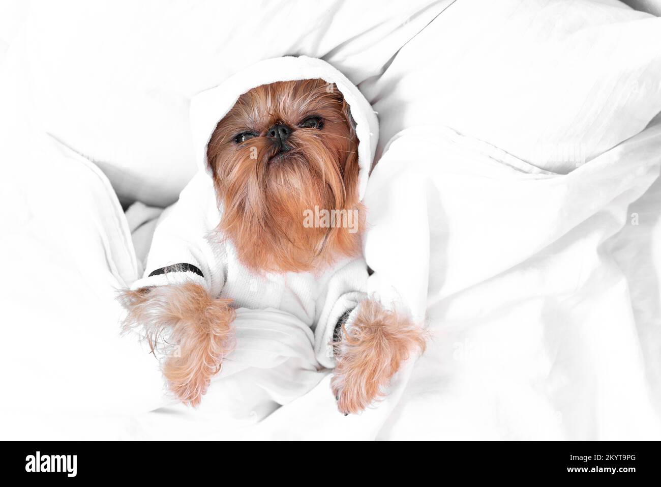 Brussels Griffon Hooded Blanket Brussels Griffon Hooded Blanket